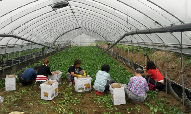 0930_시설_시금치_수확