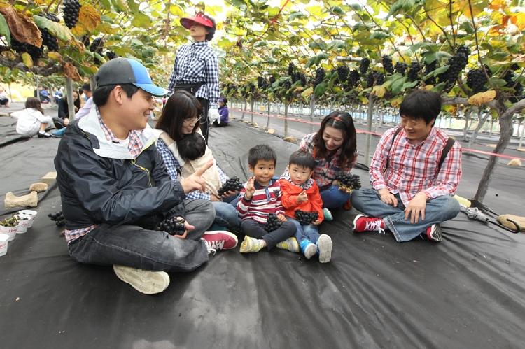 1001_강화섬_포도축제1