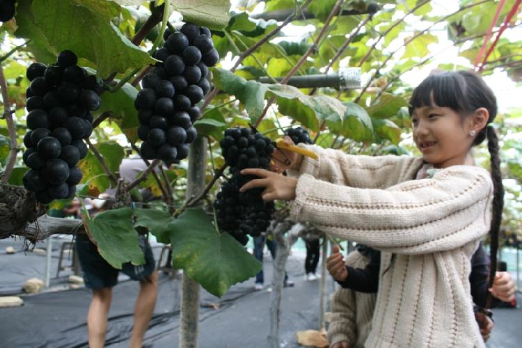 1001_강화섬_포도축제2