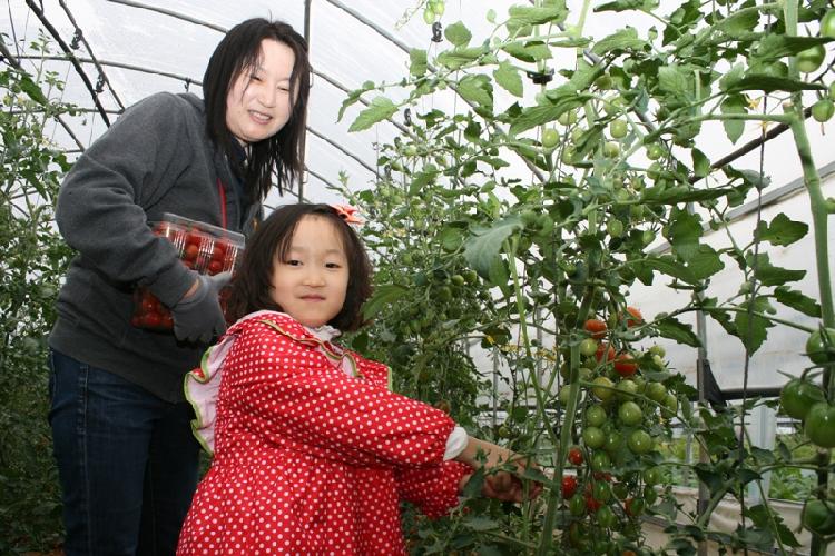 1008_토마토_및_백도라지_체험행사1