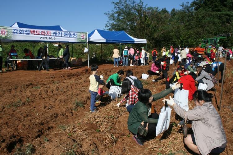 1008_토마토_및_백도라지_체험행사2