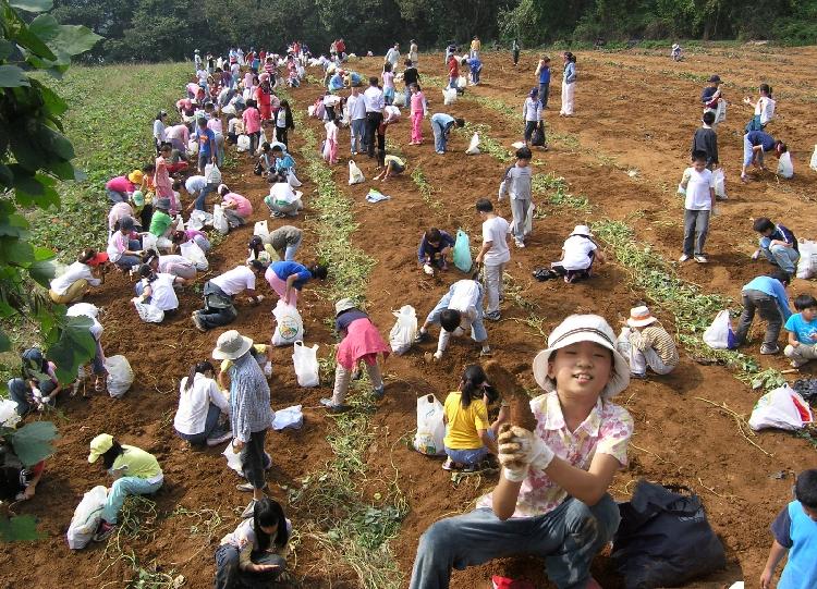 1015_속노랑_고구마_캐기_체험