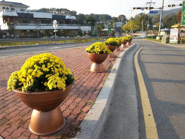 1015_양도면_꽃길2