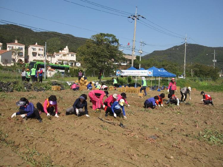 1016_화도면주민자치위원회_고구마_캐기_체험행사