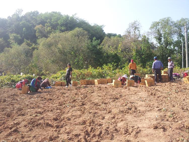 1024_내가면_고구마_수확