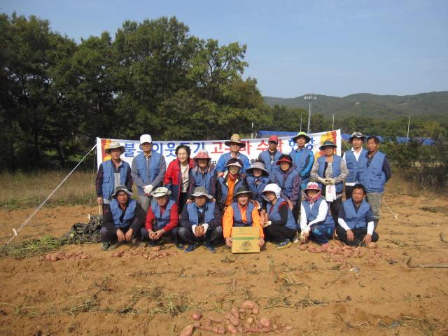 1025_불은면주민자치위원회_고구마_수확