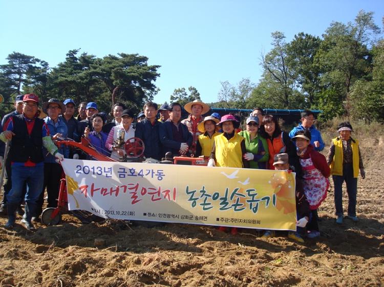 1025_송해면_고구마_수확