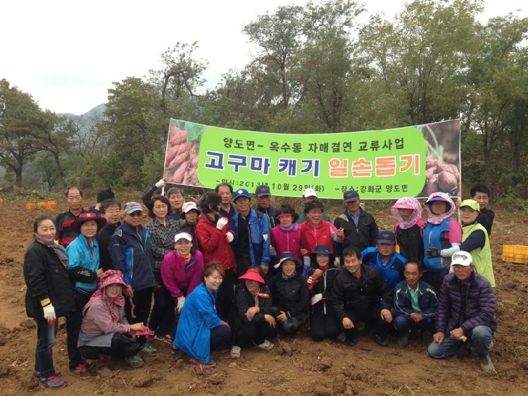 1030_양도면_고구마_수확행사