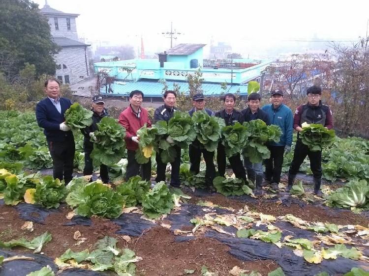1107_길상면주민자치위원회_독거노인을_위한_김장채소_수확2