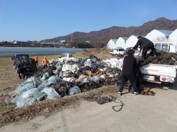 1113_불은면_영놀_폐비닐_수거