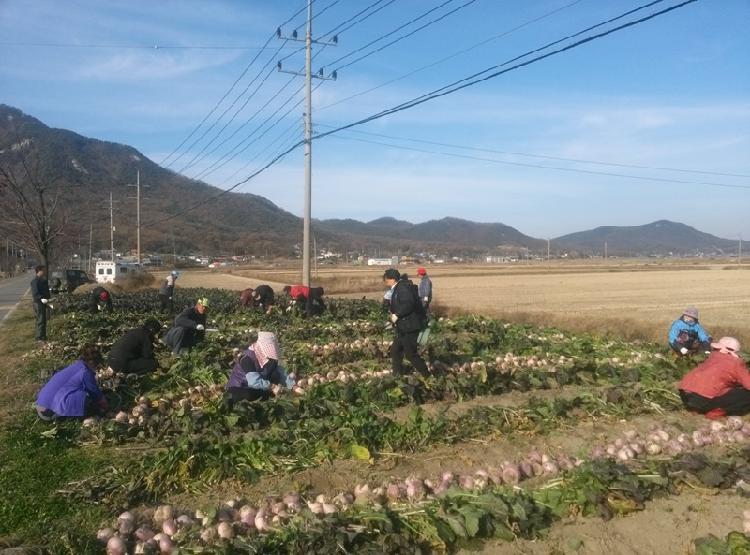 1115_하점면주민자치위원회_순무수확