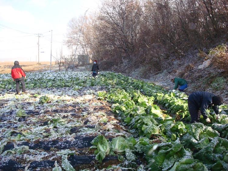 1121_송해면주민자치위원회_배추_수확