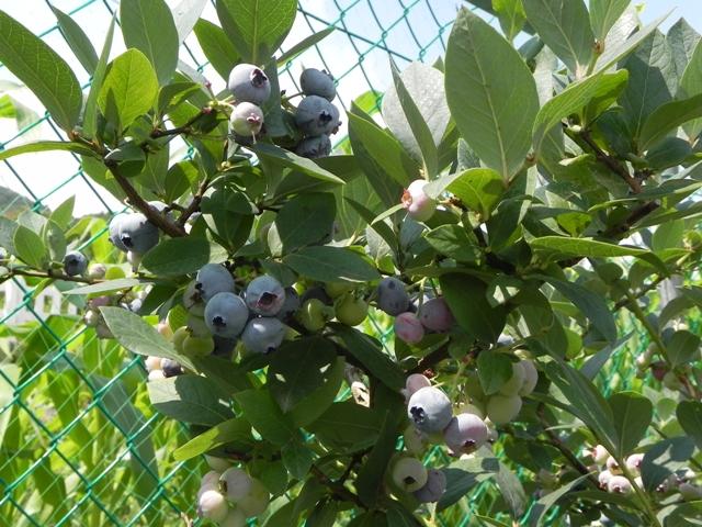 크기변환_0114_칼라_농산물(블루베리_농장)2