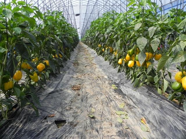 크기변환_0114_칼라_농산물(파프리카_농장)1