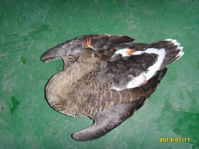 크기변환_0115_밀렵현장1