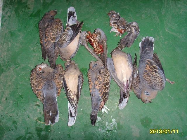 크기변환_0115_밀렵현장2