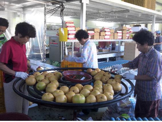 0109_강화섬배_선별과정