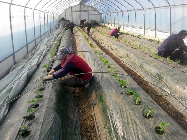 0213_강화섬오이_정식_모습_(1)