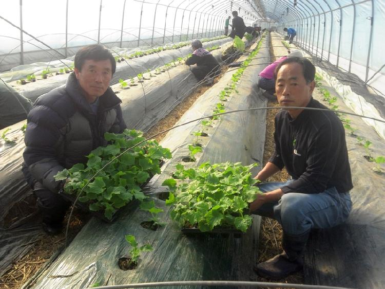 0213_강화섬오이_정식_모습_(2)