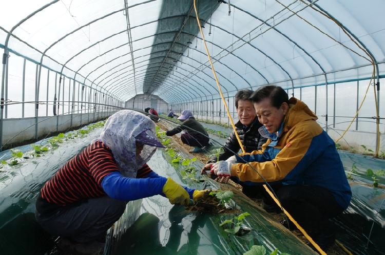 0218_오이를_정식하는_모습