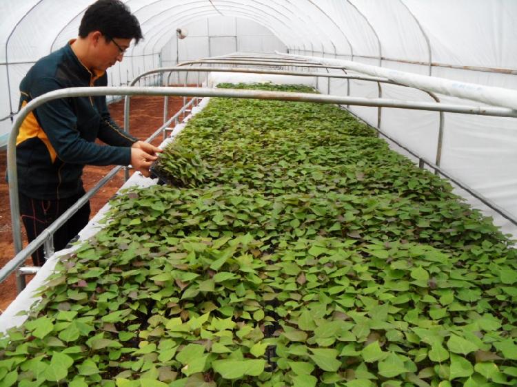 0310_속노랑고구마_육묘_모습