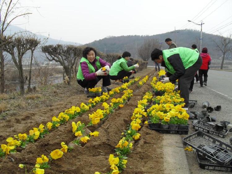 0324_화도면주민자치위원회_봄꽃_식재
