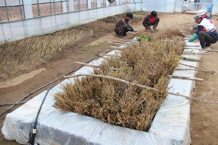 0402_석모도자연휴양림_개나리_군락지_조성_(1)