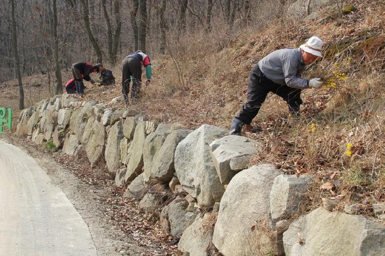 0402_석모도자연휴양림_개나리_군락지_조성_(2)