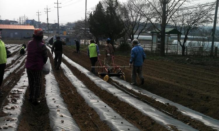 0403_선원면주민자치위원회_감자심기_행사