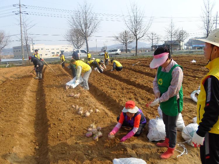 0403_송해면주민자치위원회_순무꽃밭_조성