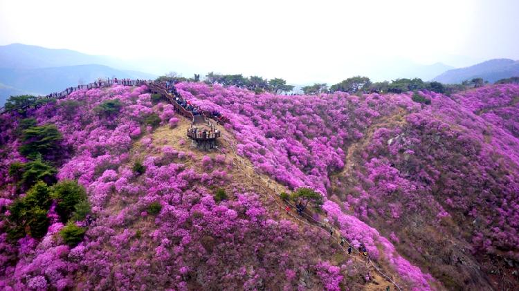 0409_고려산_진달래_군락지_(1)