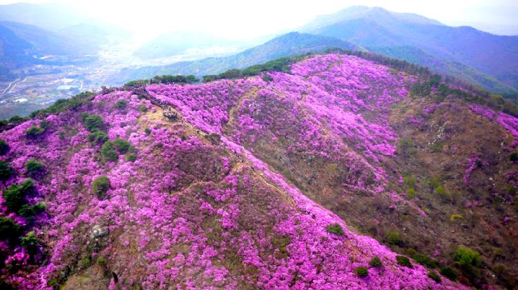 0409_고려산_진달래_군락지_(2)