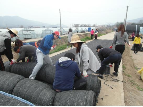 0415_아주캐피탈_농촌일손돕기_(2)
