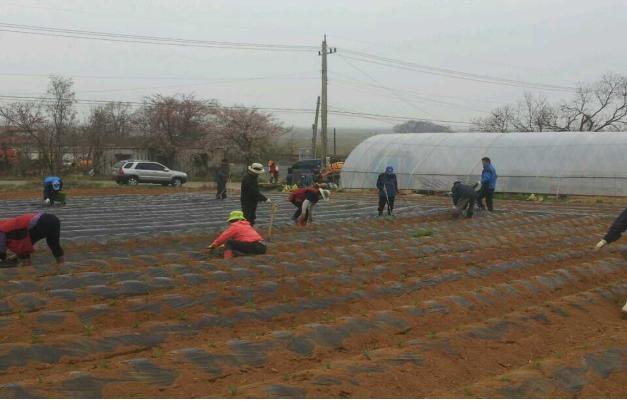 0417_교동면주민자치위원회_옥수수_식재