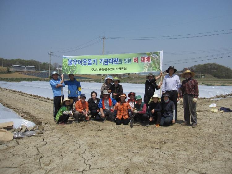 0422_불은면_자치위_벼_재배