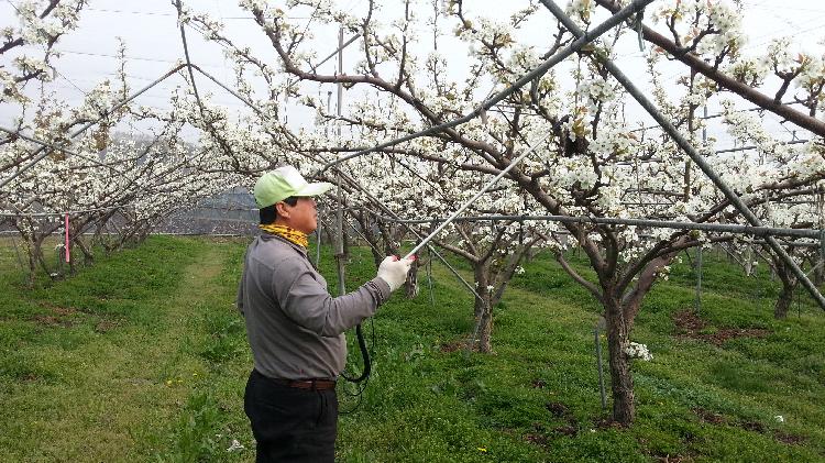 0424_인공수분_장면