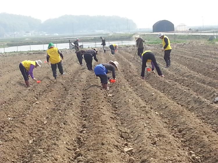 0507_송해면주민자치위원회_옥수수_심기