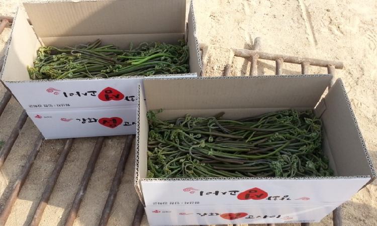 0508_고사리_수확_체험_(1)