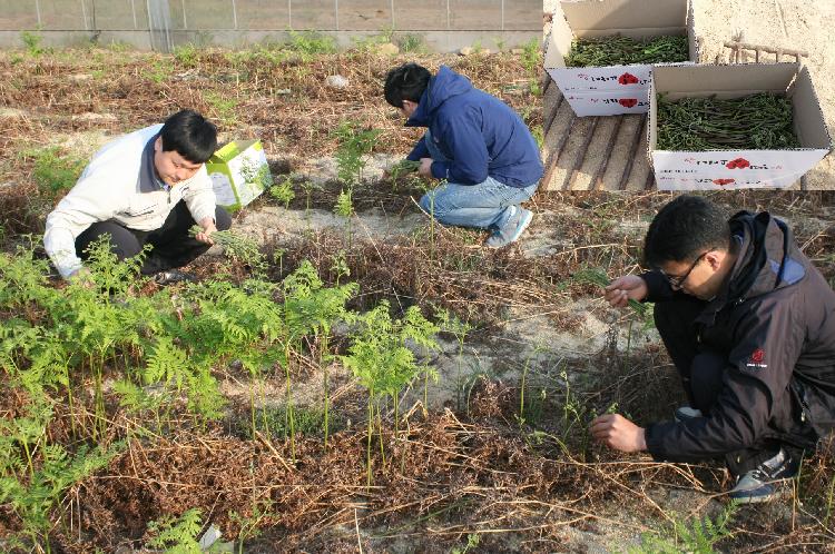 0508_고사리_수확_체험_(2)