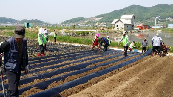 0515_화도면주민자치위_고구마_심기