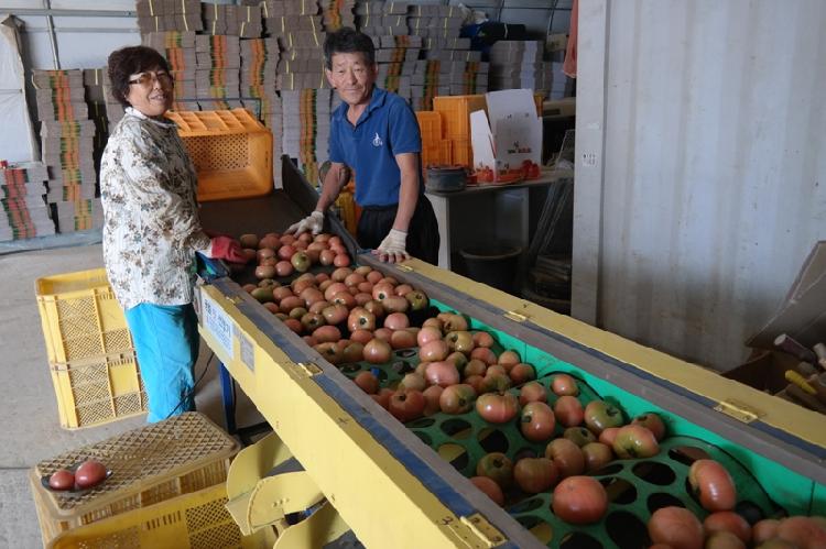 0515_황종우_농가_토마토_출하_(1)