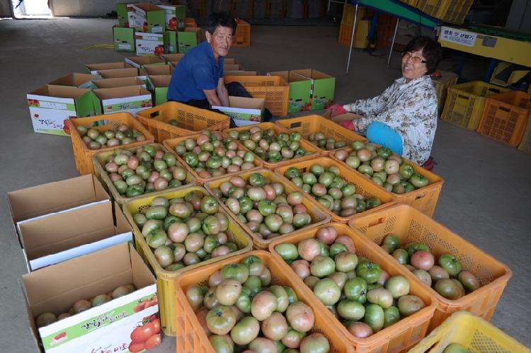 0515_황종우_농가_토마토_출하_(2)