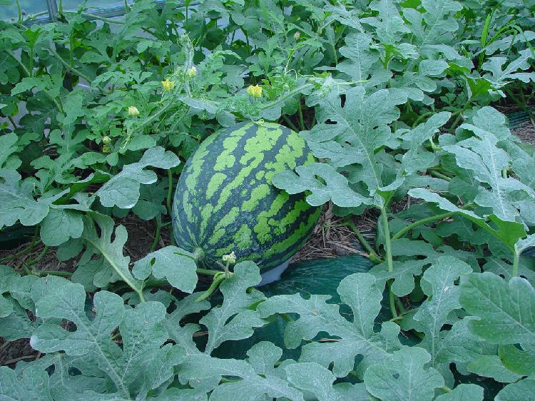 0519_강화섬수박_재배모습_(1)