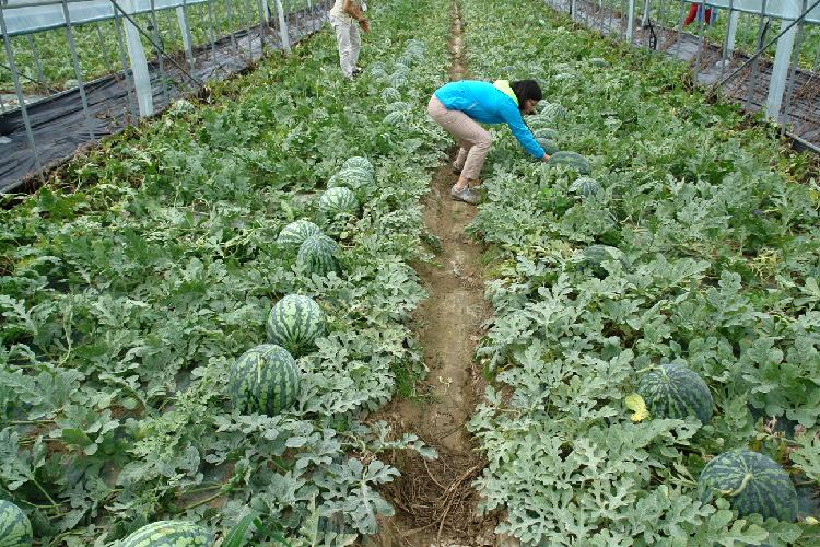 0519_강화섬수박_재배모습_(2)