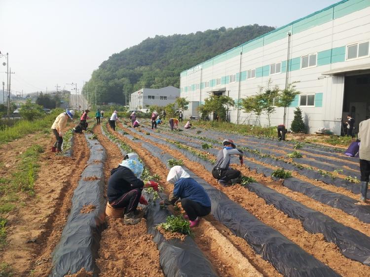 0520_강화읍주민자치위원회_고구마_심기