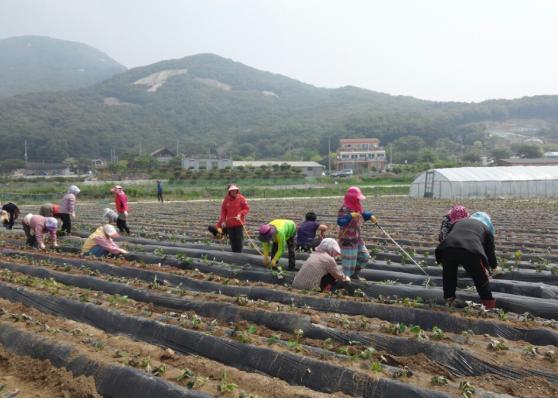 0520_화도면농가주부모임_고구마_심기