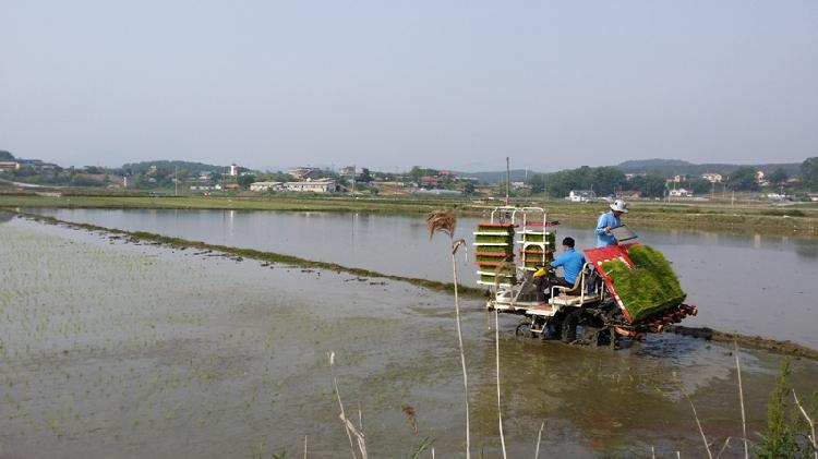 0521_불은면주민자치위_모내기_(2)