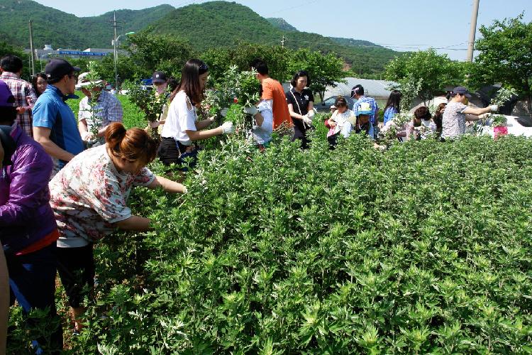 0610_약쑥축제_(3)