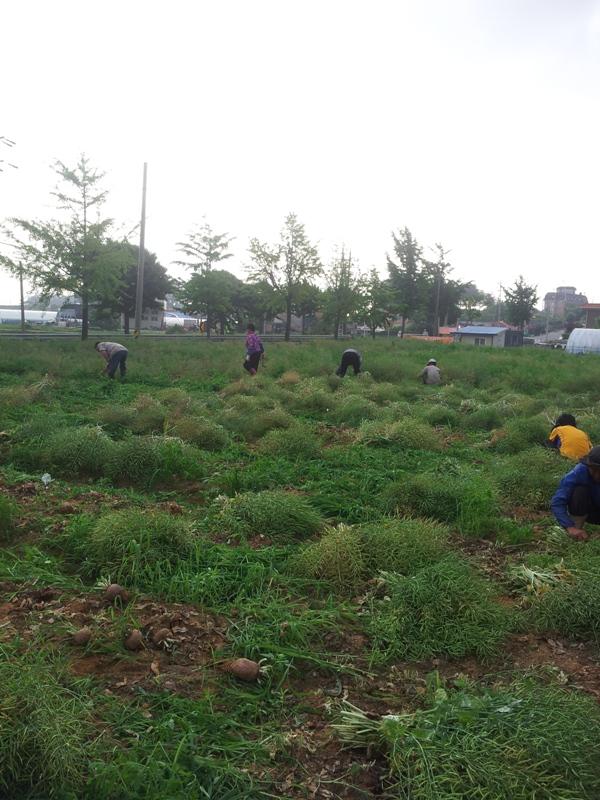 0611_송해면주민자치위원회_순무_씨_식재
