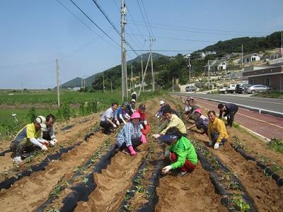 0612_삼산면주민자치위_고구마_심기_(1)